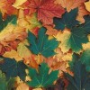 Őszi versek gyerekeknek - I. Őszi versek gyerekeknek - I.