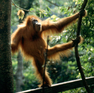 Orángután Szumátrán