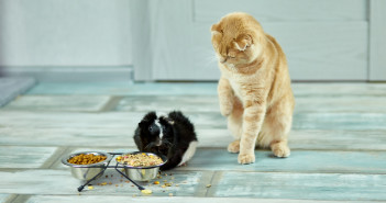 Állati mindennapok egy állati családban (x) The cat look at a guinea pig, Domestic pet feeding cavy
