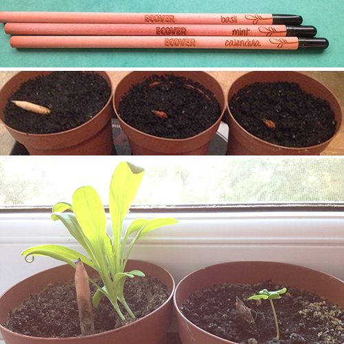 A Sprout ceruza fejlődése